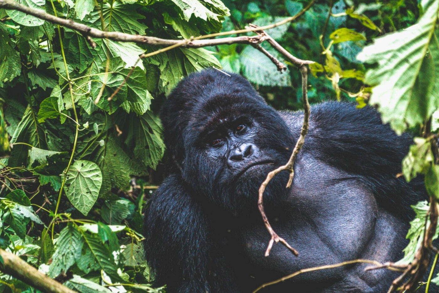 Congo Virunga mountain gorilla 6000