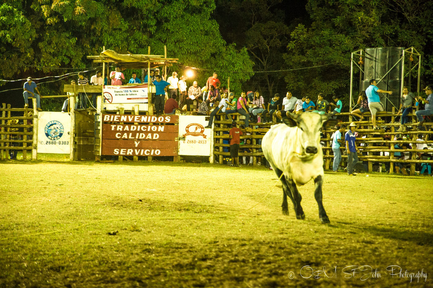 Costa Rica Fiesta. Bull fighting.