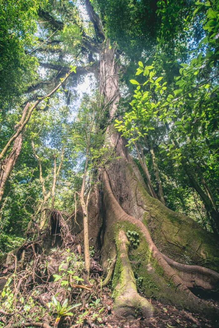 Arenal Costa Rica: Volcano Tree