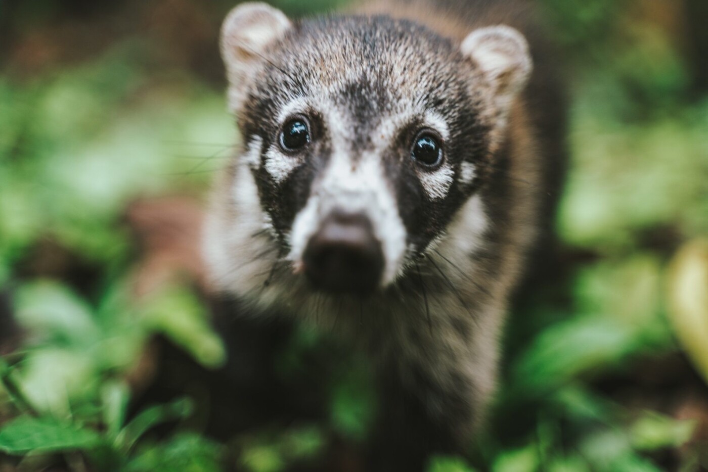 Costa Rica Arenal la fortuna coati pizote animal 09963