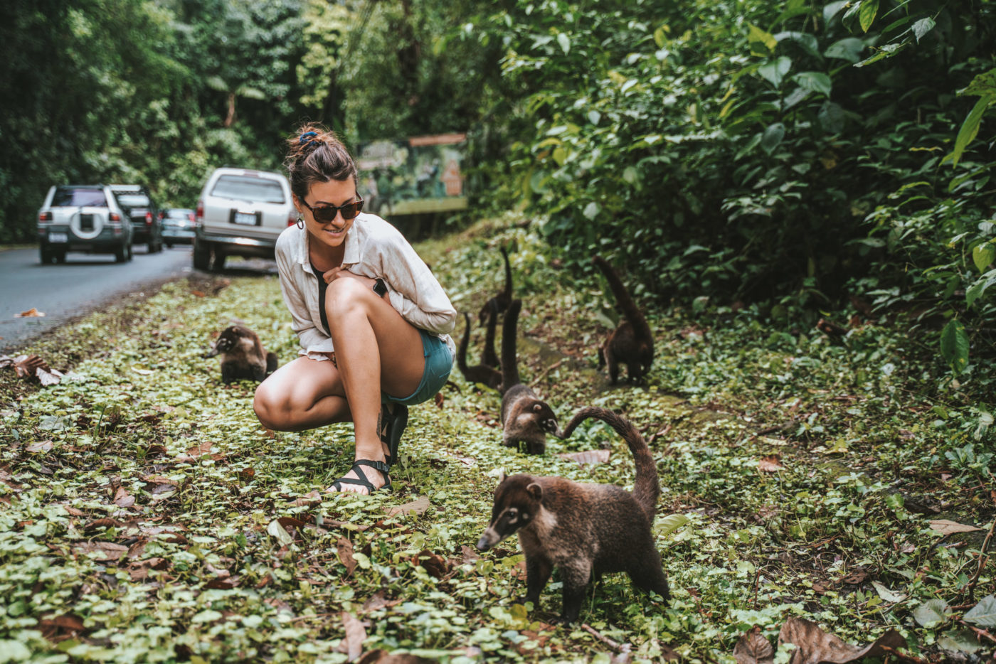 Getting friendly with pizotes on the side of the road in Arenal, Costa Rica