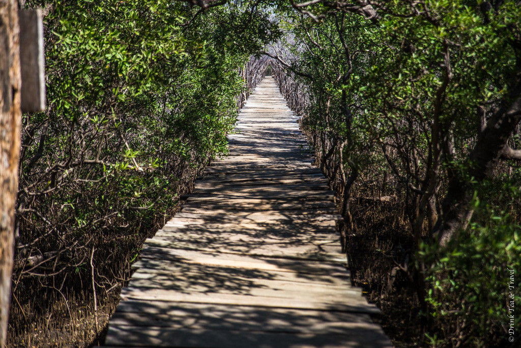 Boardwalk through the mangroves in Playa Avellanas, Costa Rica