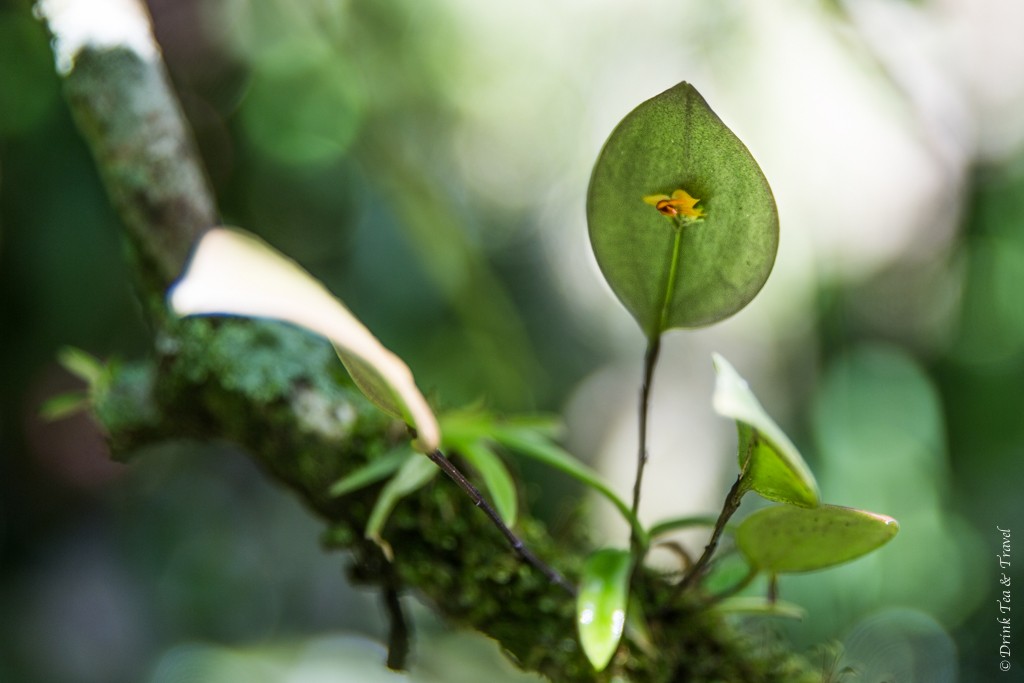 Tiniest orchid found in Costa Rica. Monteverde, Costa Rica