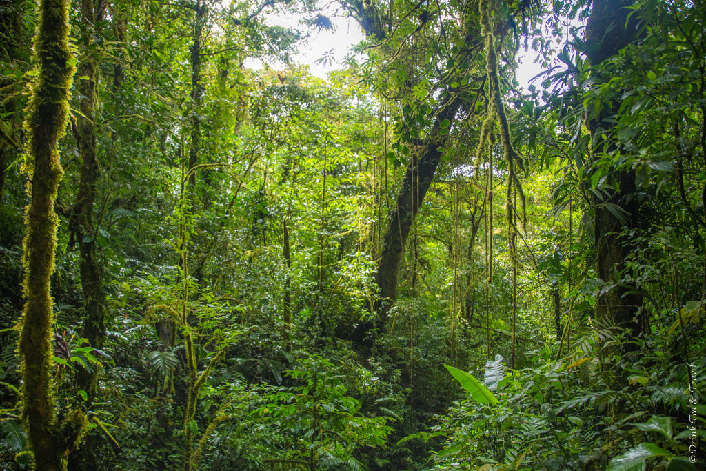 Monteverde Cloud Forest, Costa Rica