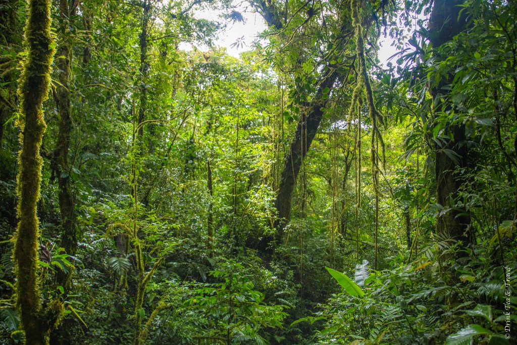 Activities to do in Costa Rica, Monteverde Cloud Forest