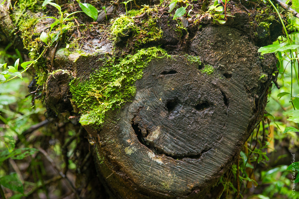 Even the trees are smiling in Costa Rica