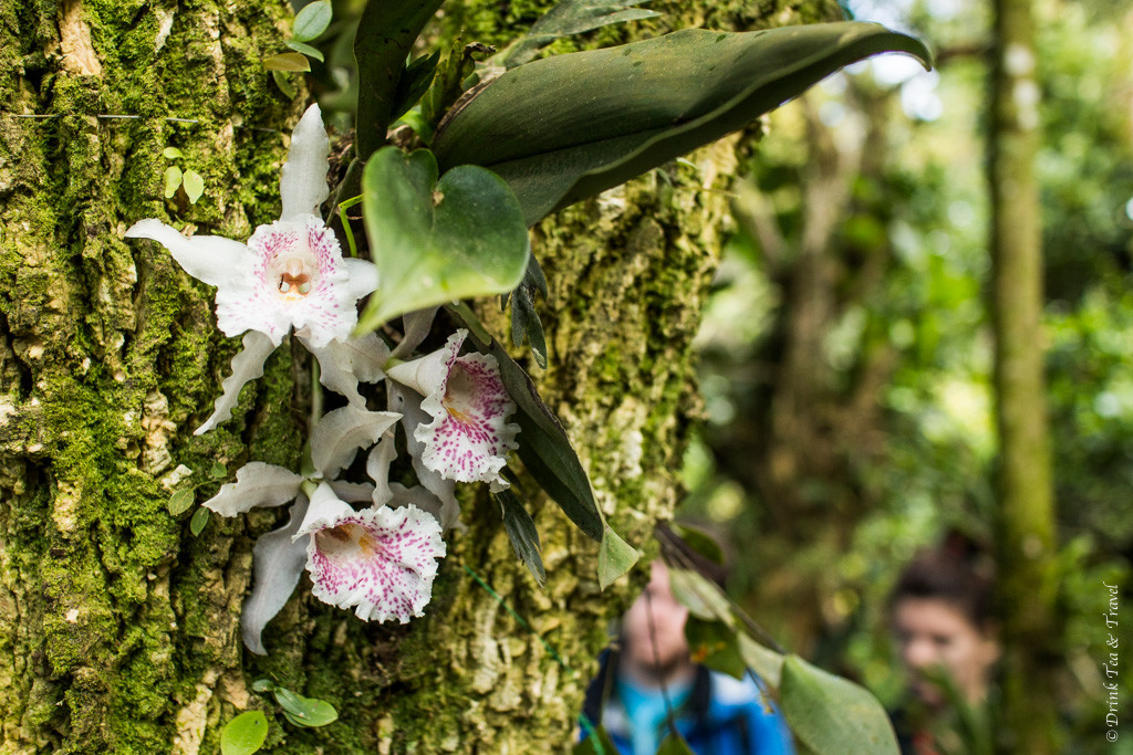 Costa Rica's national flowers growing on a tree. Monteverde. Costa Rica