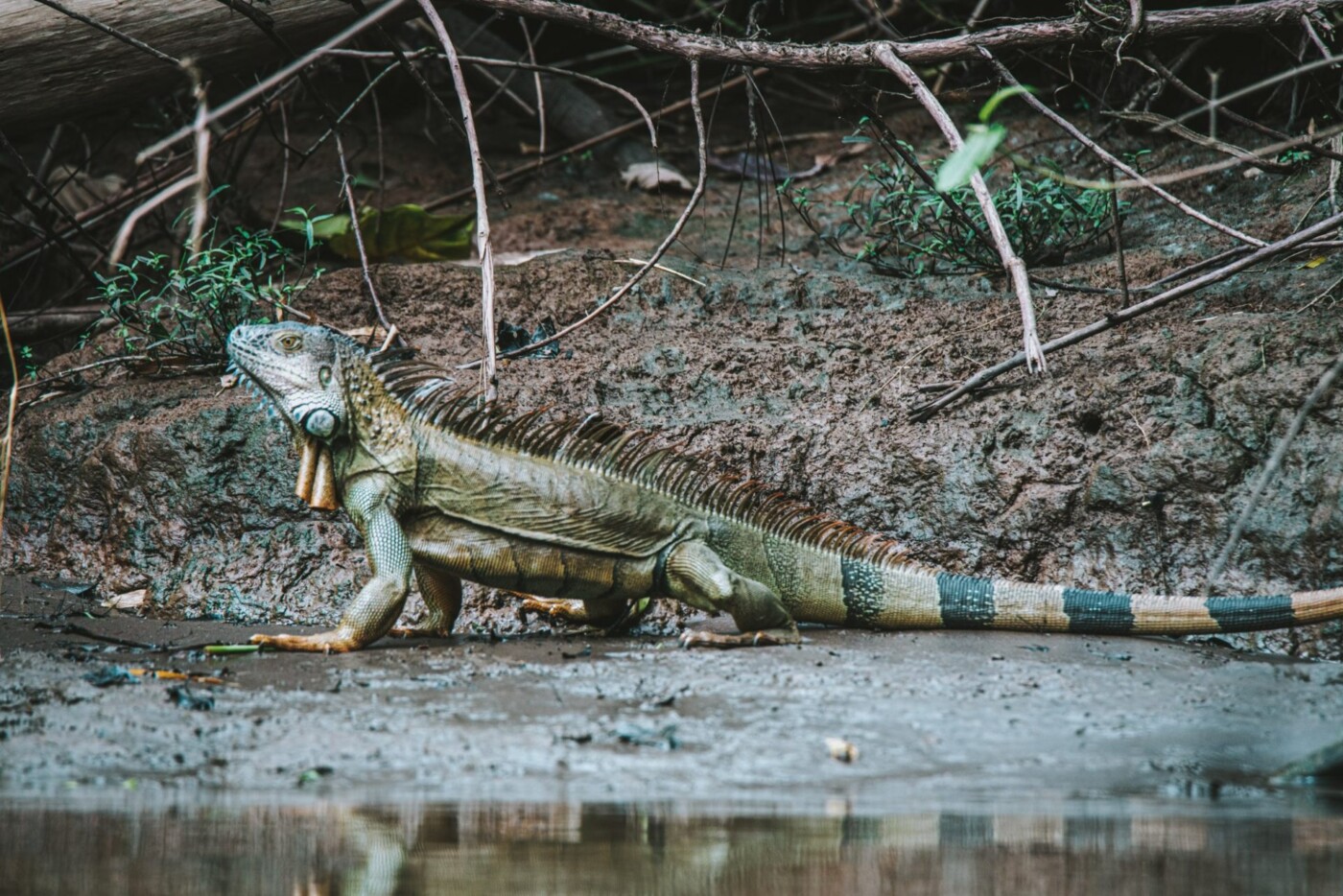 Costa Rica Caribbean Tortuguero bird iguana 00209