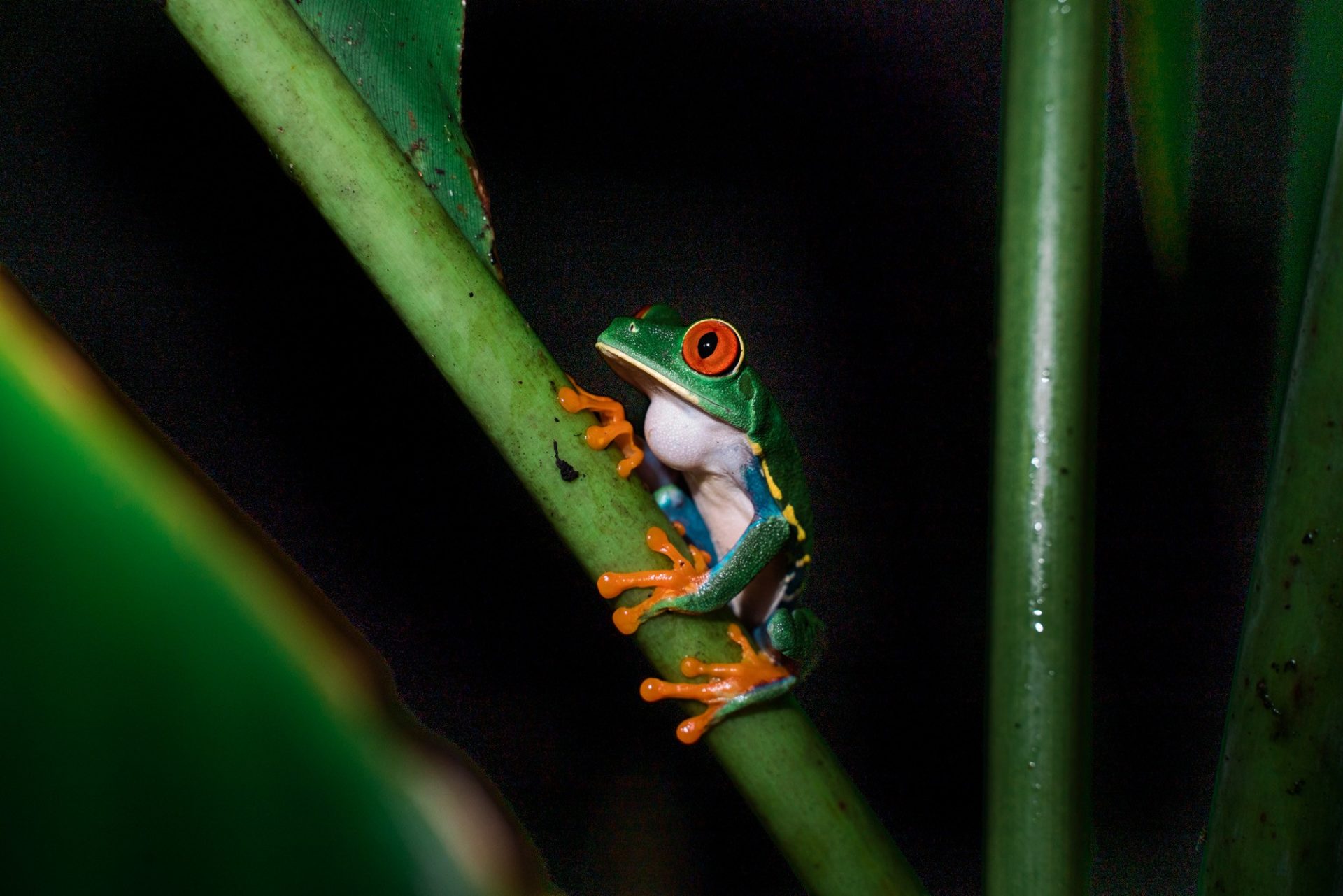 Costa Rica Caribbean Tortuguero frog 00585