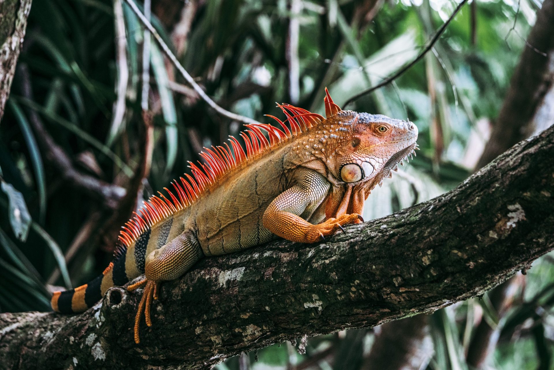 Costa Rica Caribbean Tortuguero iguana 00252