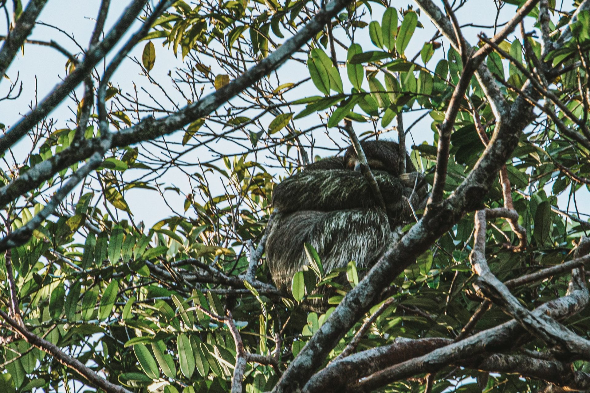 Costa Rica Caribbean Tortuguero sloth 00312