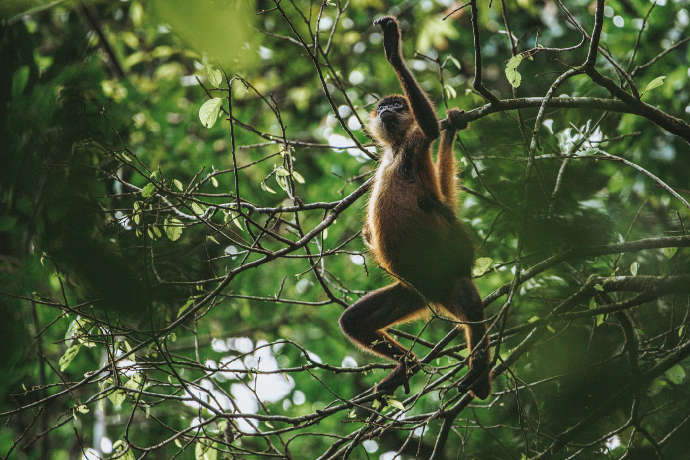 monkeys in Costa Rica