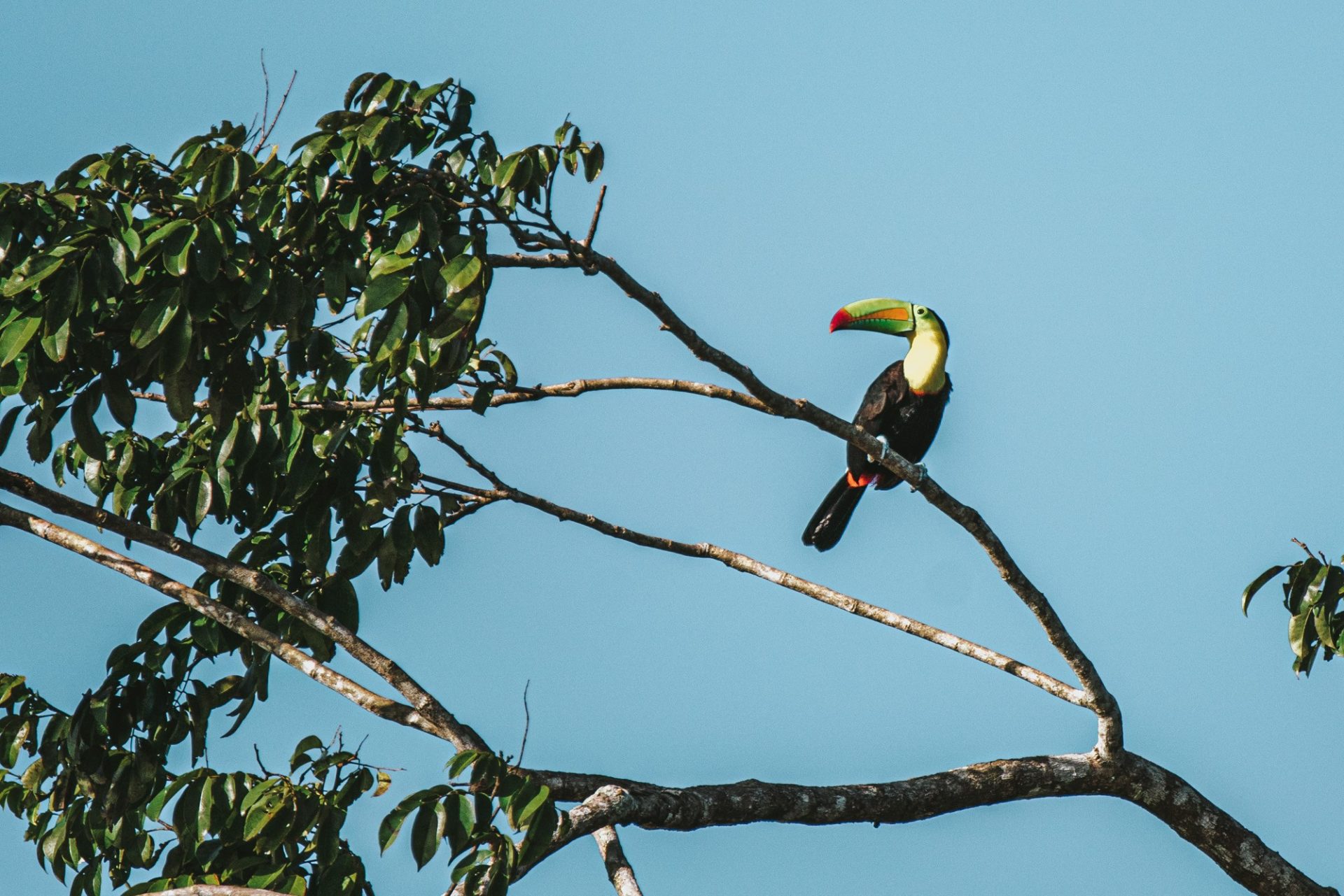 Costa Rica Caribbean Tortuguero toucan 00285