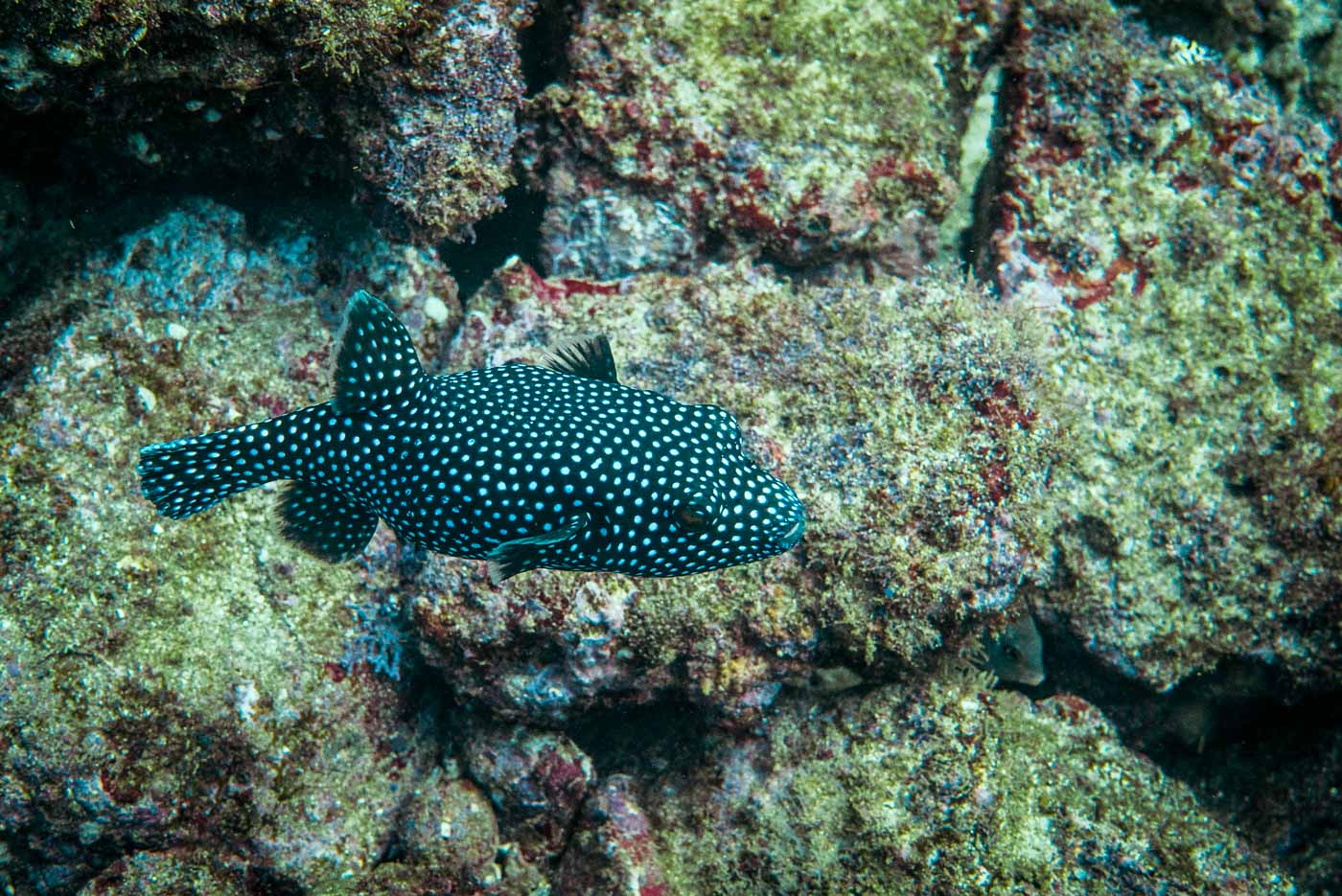 Costa Rica Coco Catalinas diving 8209