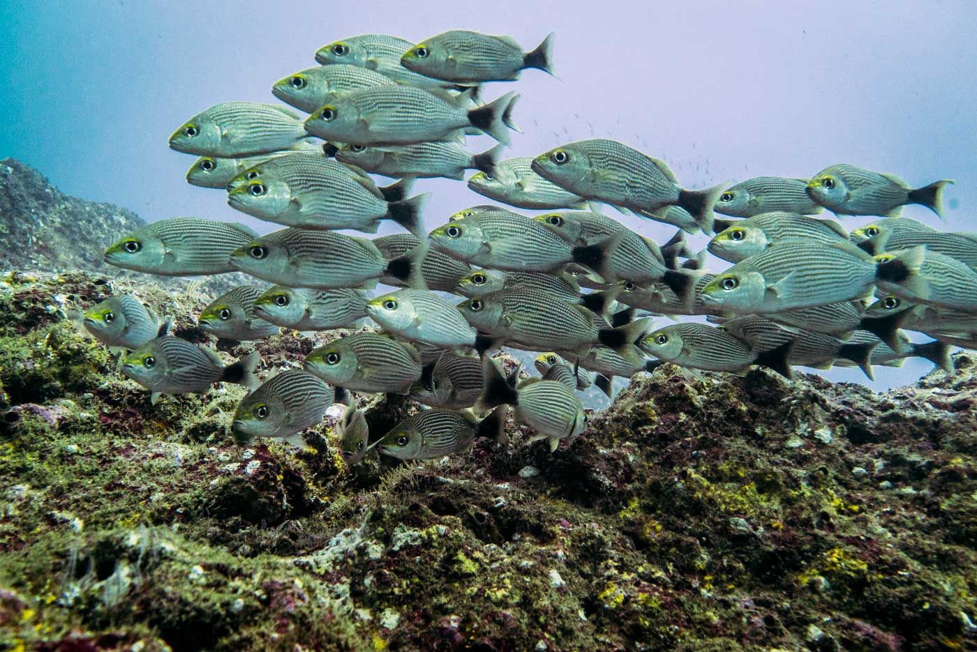 Costa Rica Coco Catalinas diving 8221