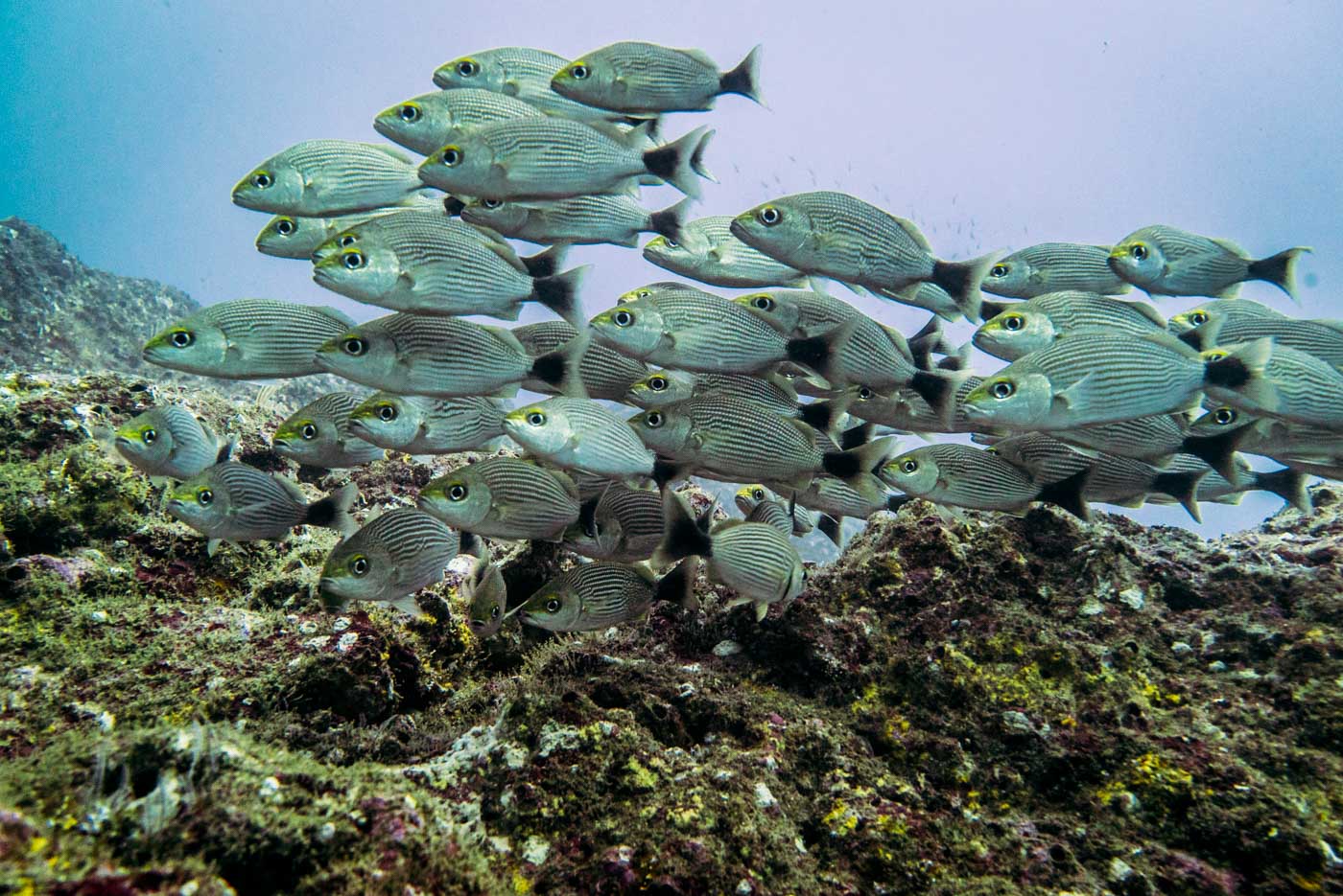 School of fish in Catalina Islands