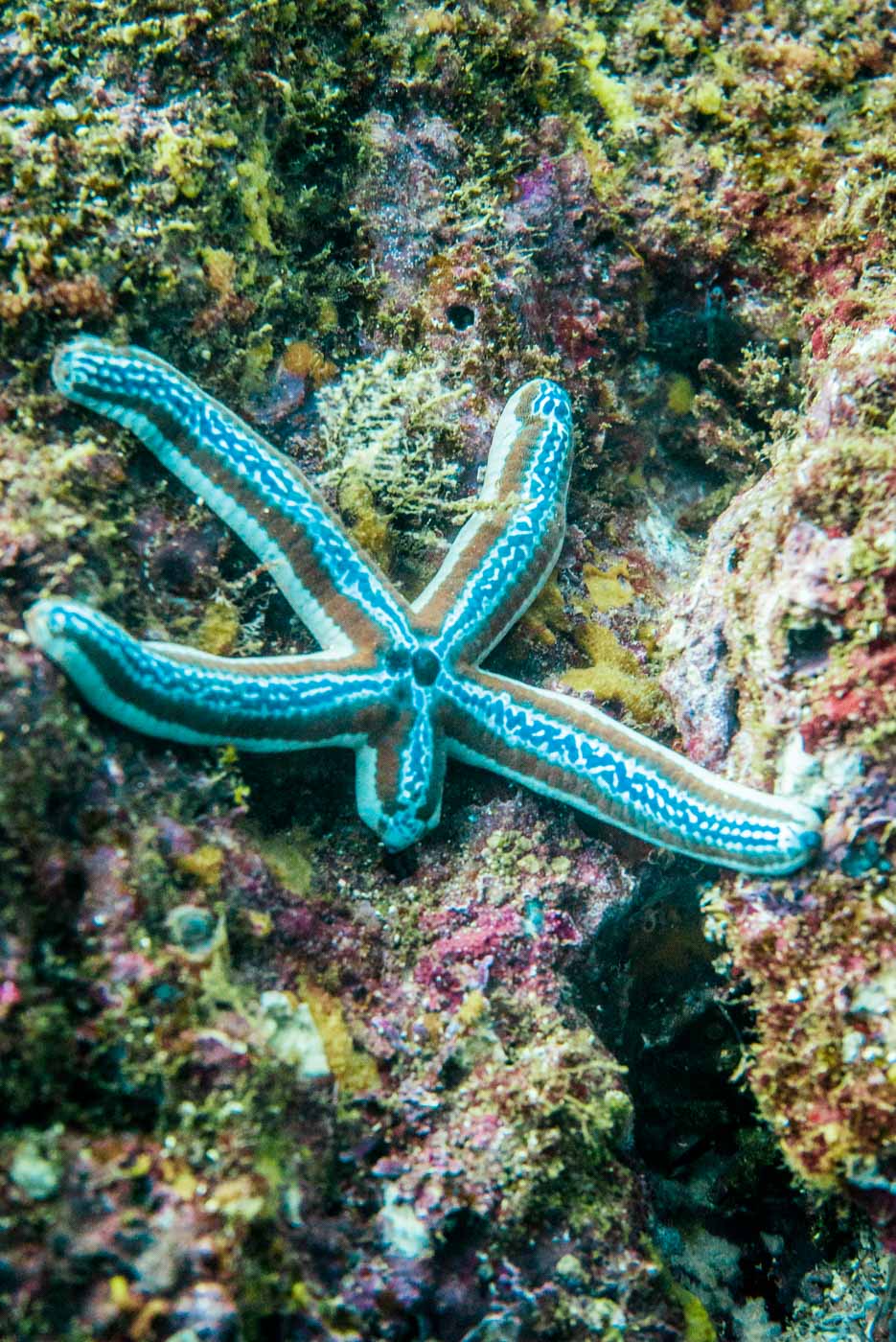 Starfish in Catalinas Island