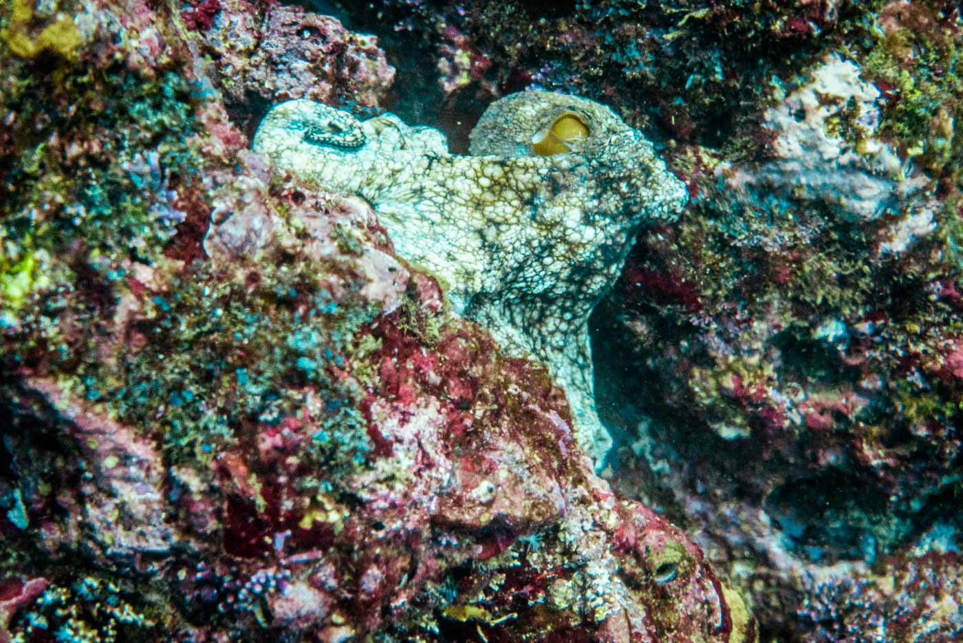 Octopus while diving in Catalina Islands