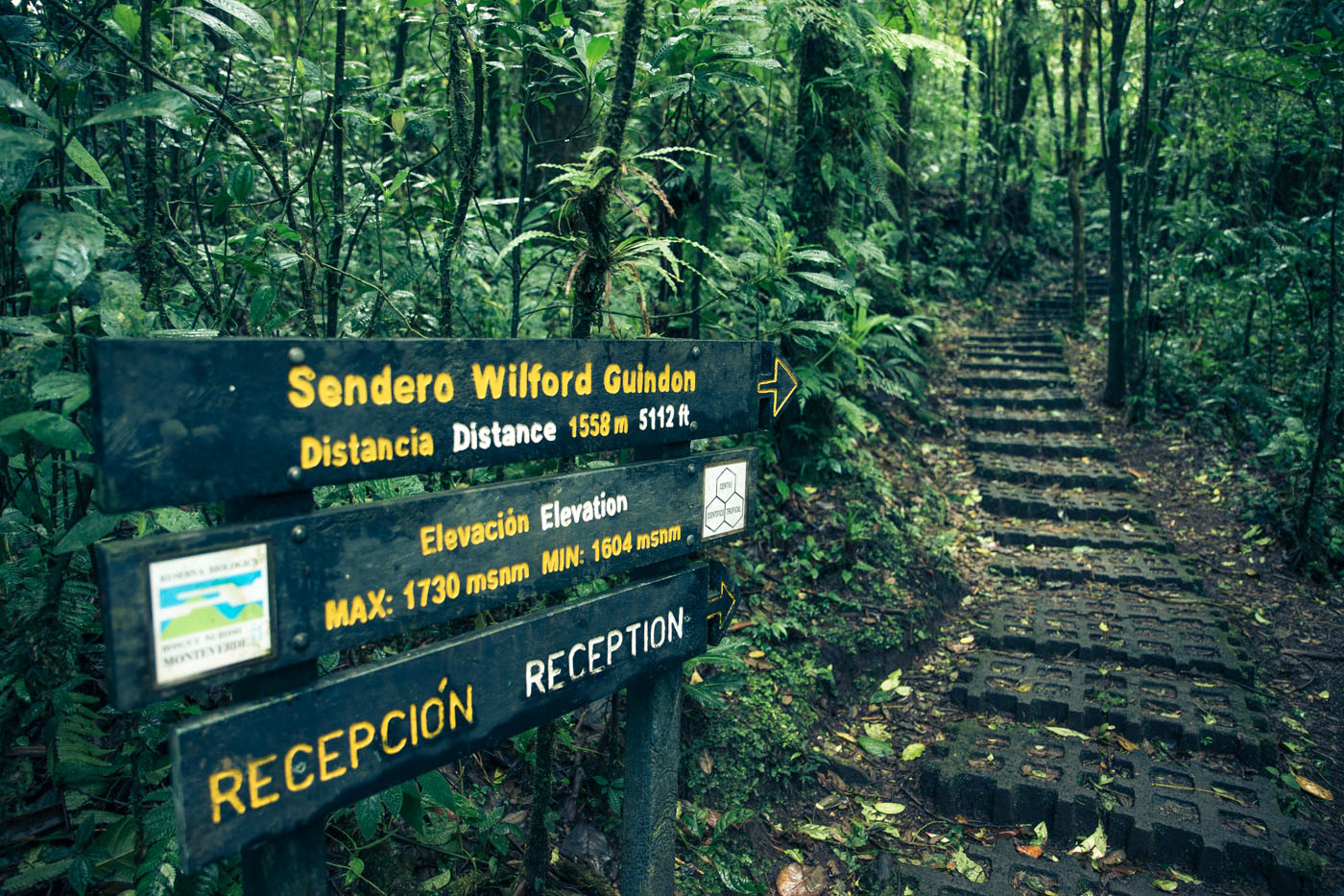 Monteverde Cloud Forest. Costa Rica. Cover Photo