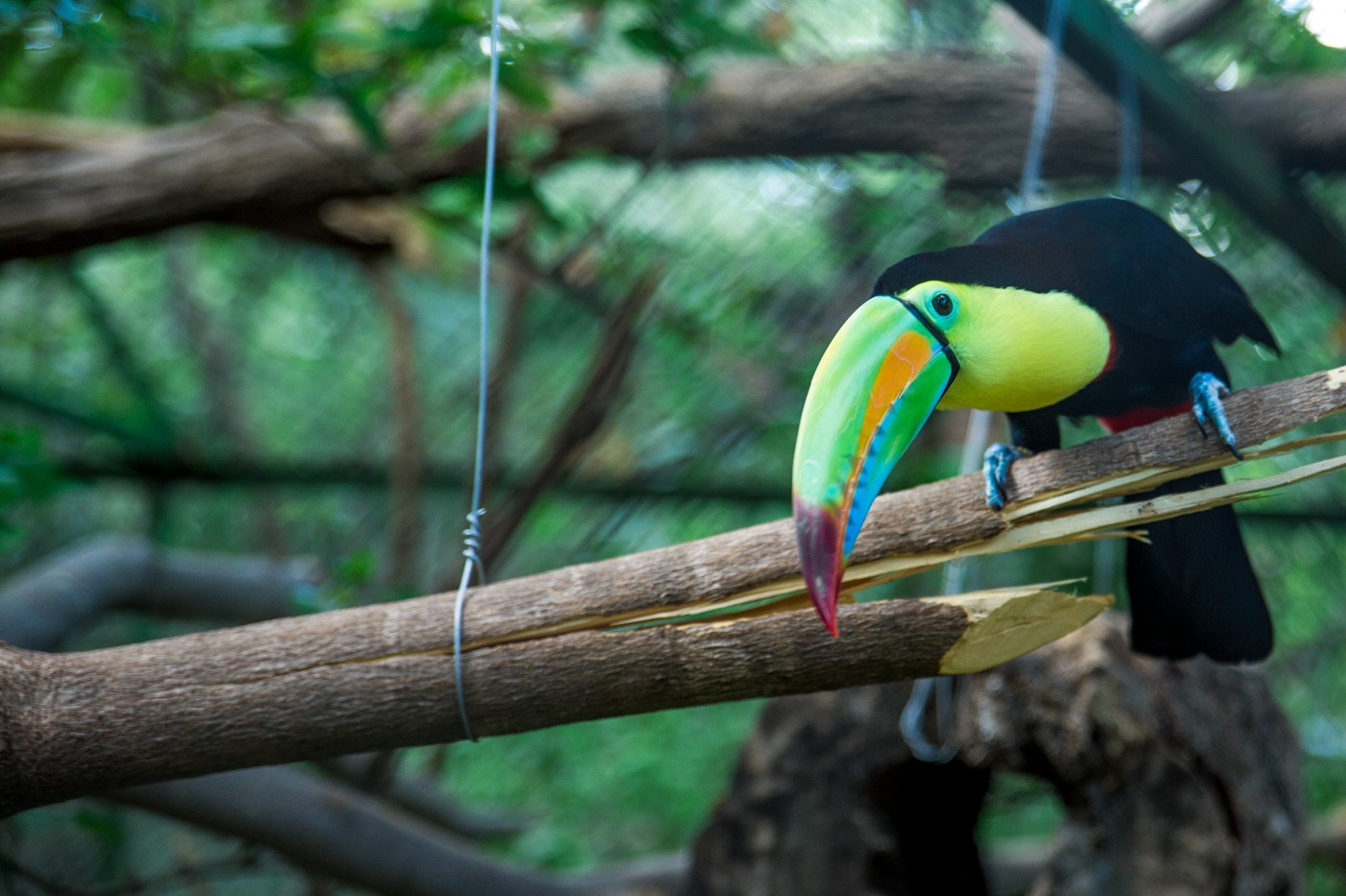 Most Exotic Animals in Costa Rica to Spot on Your Visit