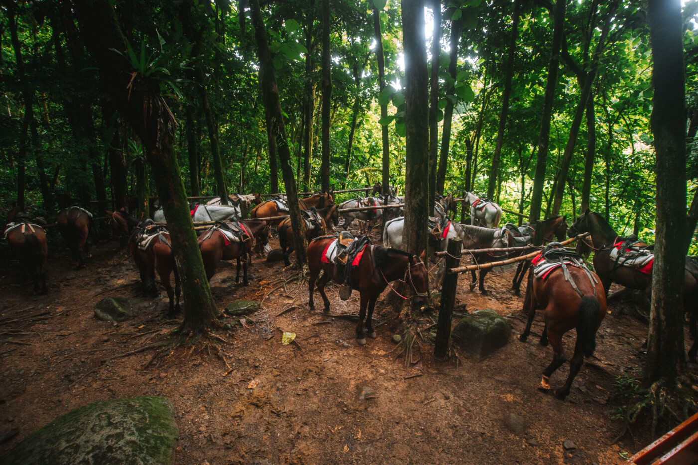 Costa Rica Dominical Nuayaca Waterfalls horses 9147