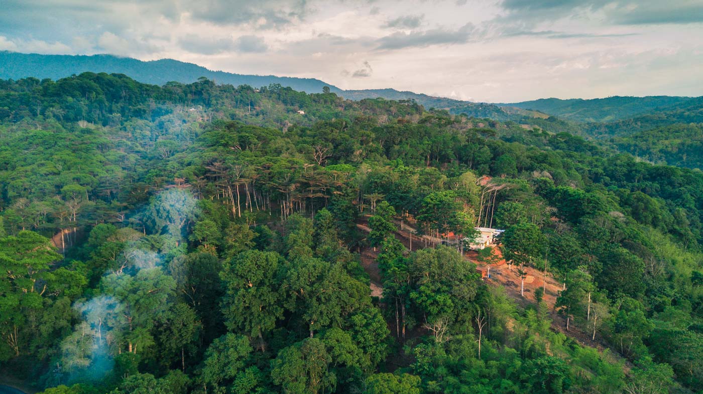 Lush tropic rainforest of Dominical