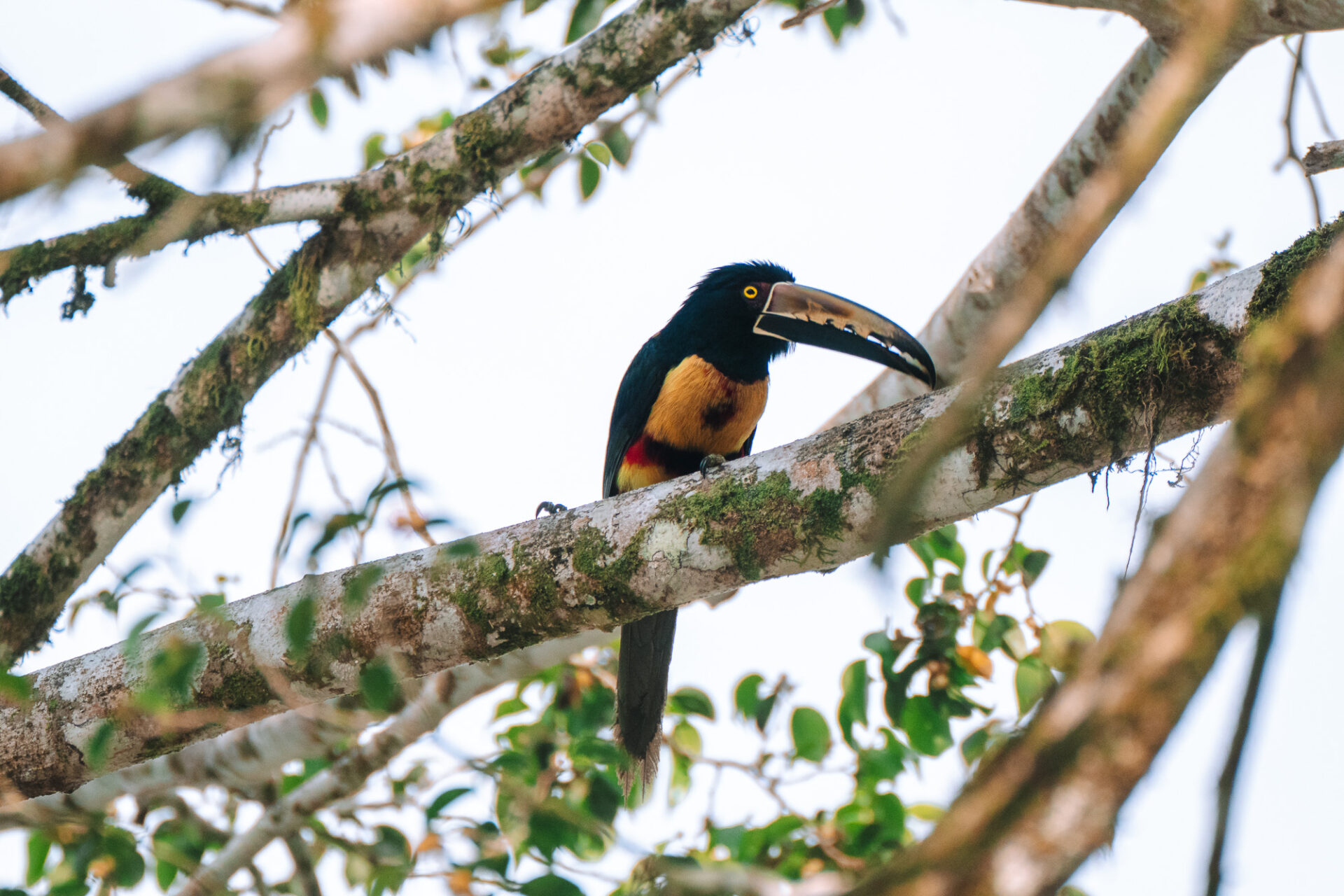 Costa Rica El Lugar bird tucan 6703185