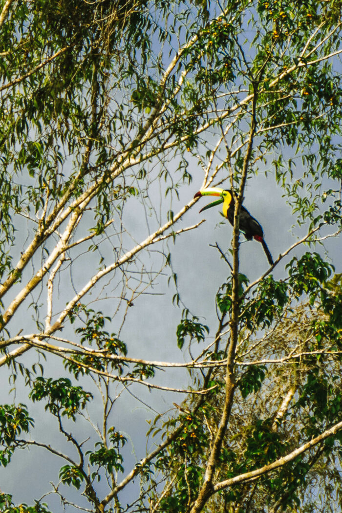 Costa Rica El Lugar bird tucan 6703217