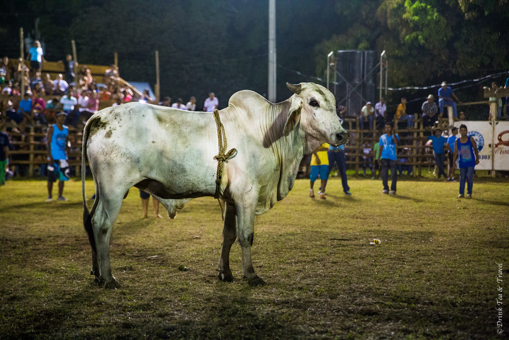 One of the more entertaining and less aggressive bulls. He's still young so his horns can't really harm anyone