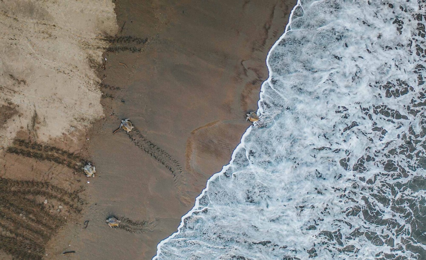 Turtles arrival during "Arribada" on Ostional Beach