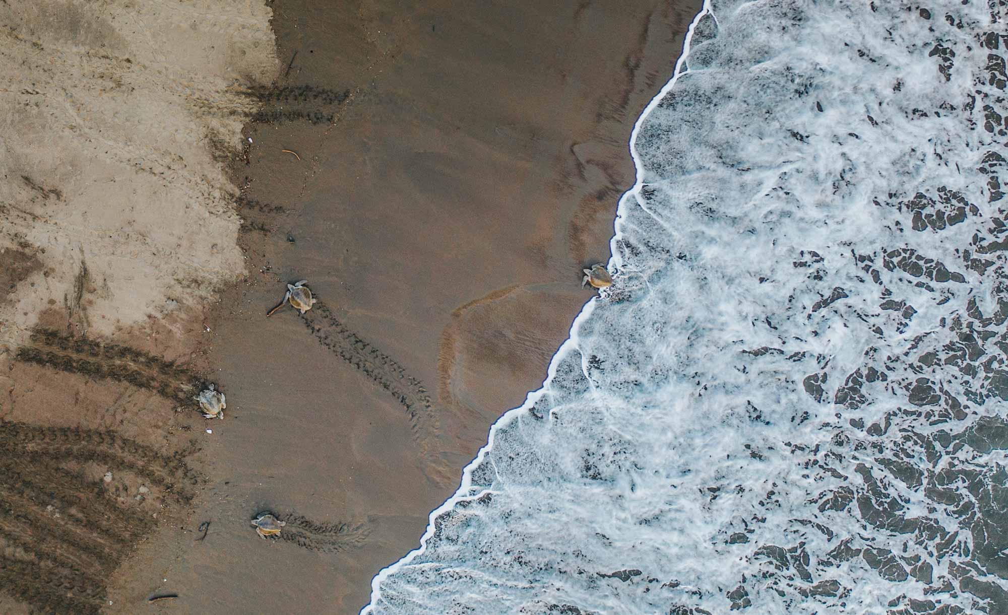 Playa Ostional, Arribada