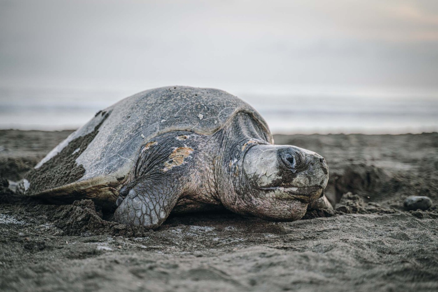 turtle laying eggs 