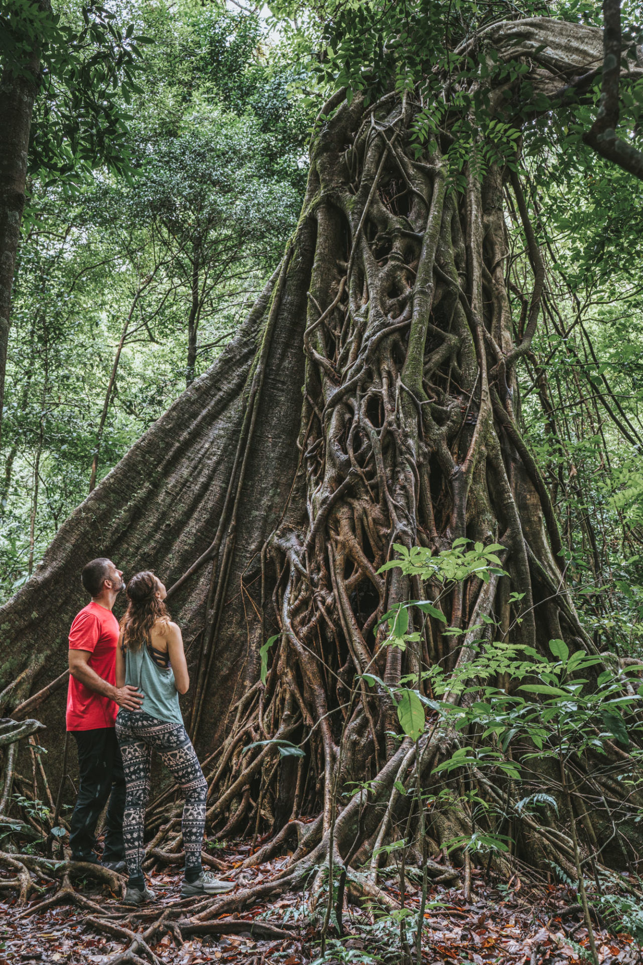 Admiring a giant fig tree in Rincon de la Vieja National Park