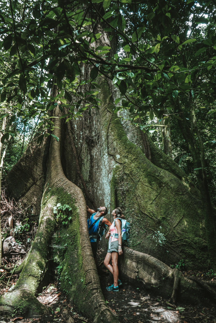 Ceiba Tree in Arenal Volcano National Park