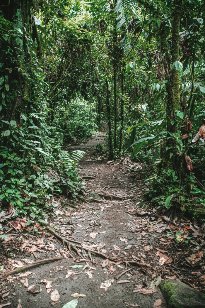 Trail inside Arenal Volcano National Park, La Fortuna, Costa Rica
