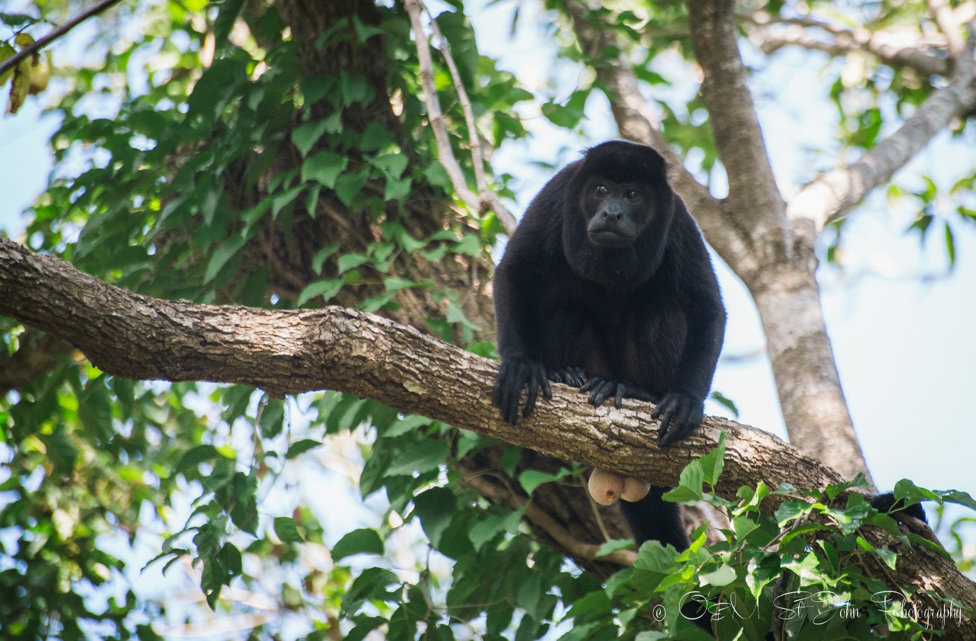 Howler monkey. Costa Rica