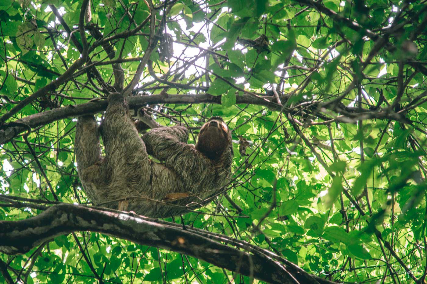 Where to See Sloths in Costa Rica in the Wild