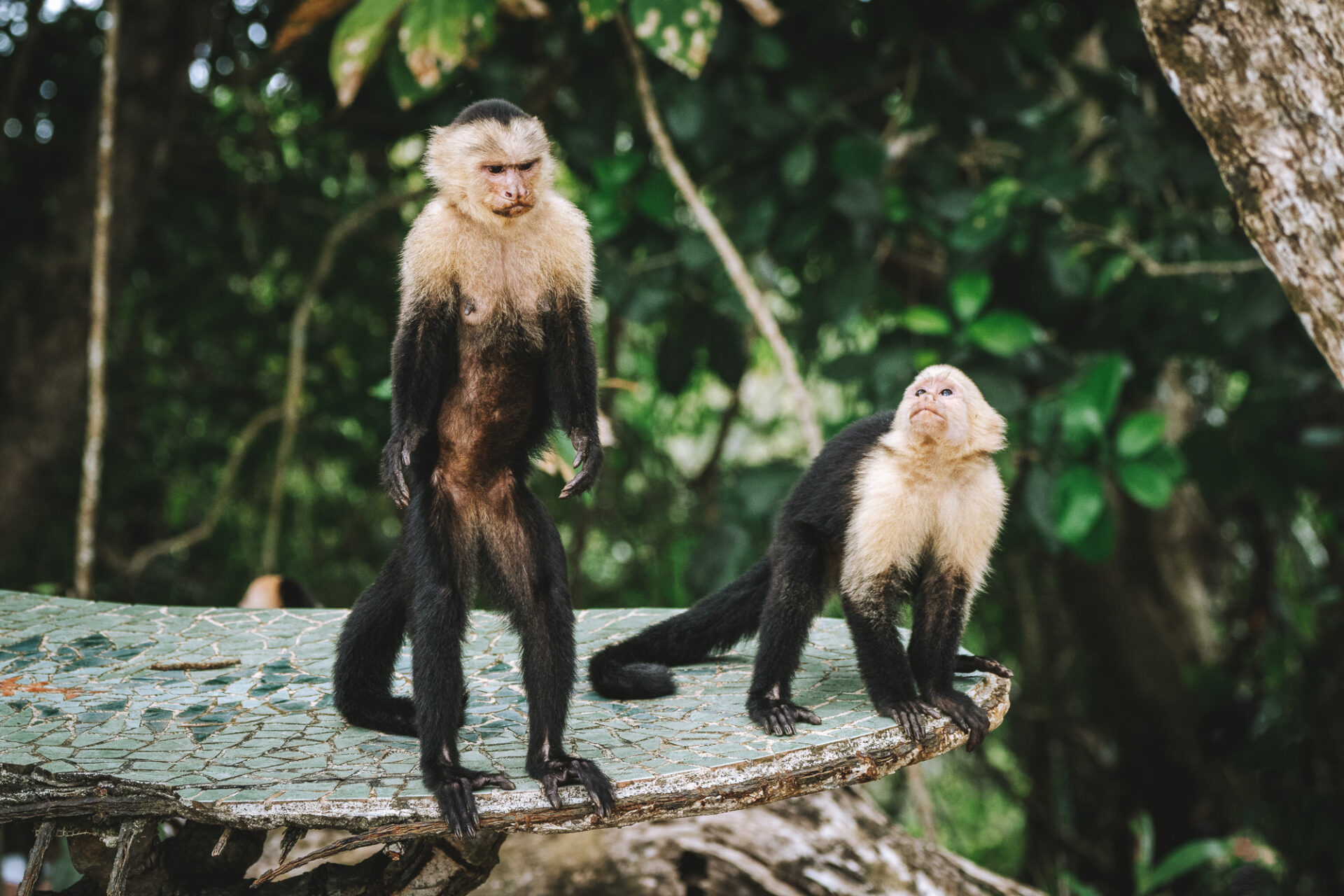 Costa Rica Manuel Antonio National Park cappuchin monkey 00466