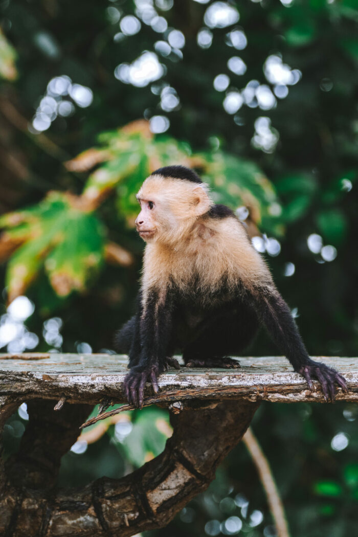 Costa Rica Manuel Antonio National Park cappuchin monkey 00476