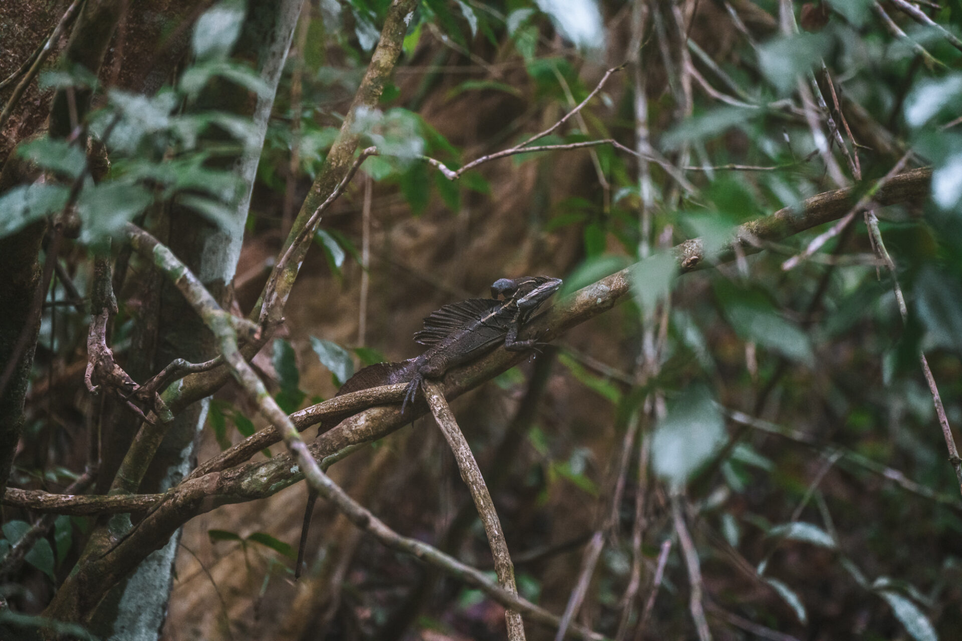 Costa Rica Manuel Antonio National Park lizard 00317