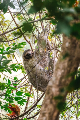 Costa Rica Manuel Antonio National Park sloth 00426