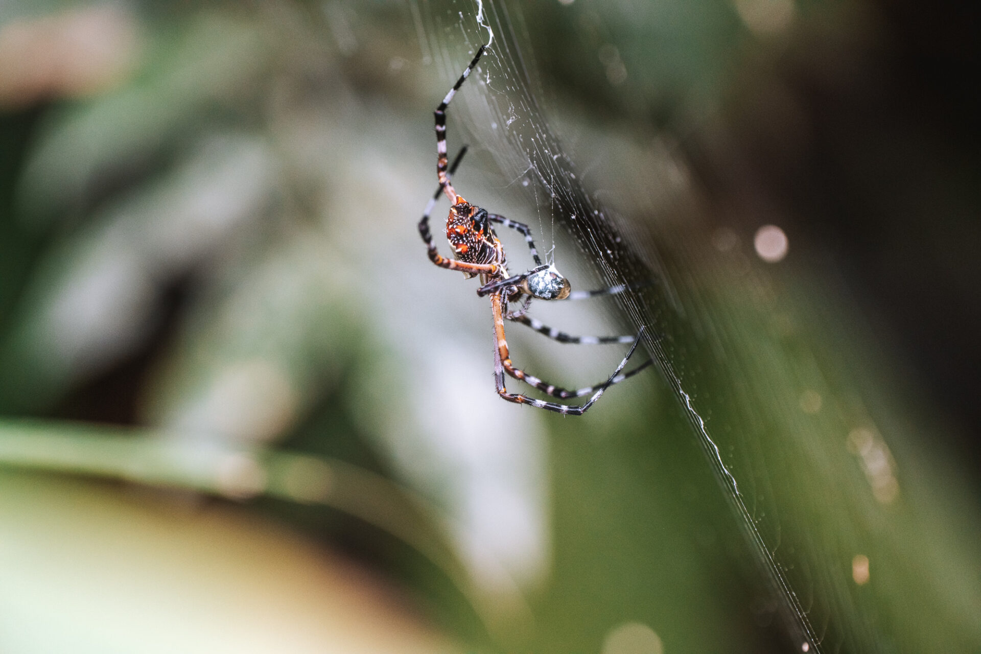 Costa Rica Manuel Antonio National Park spider 00371