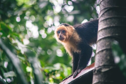 Where to Spot Monkeys in Costa Rica
