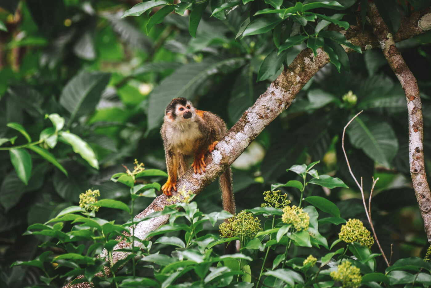 Costa Rica Manuel Antonio squirrel monkey 08139