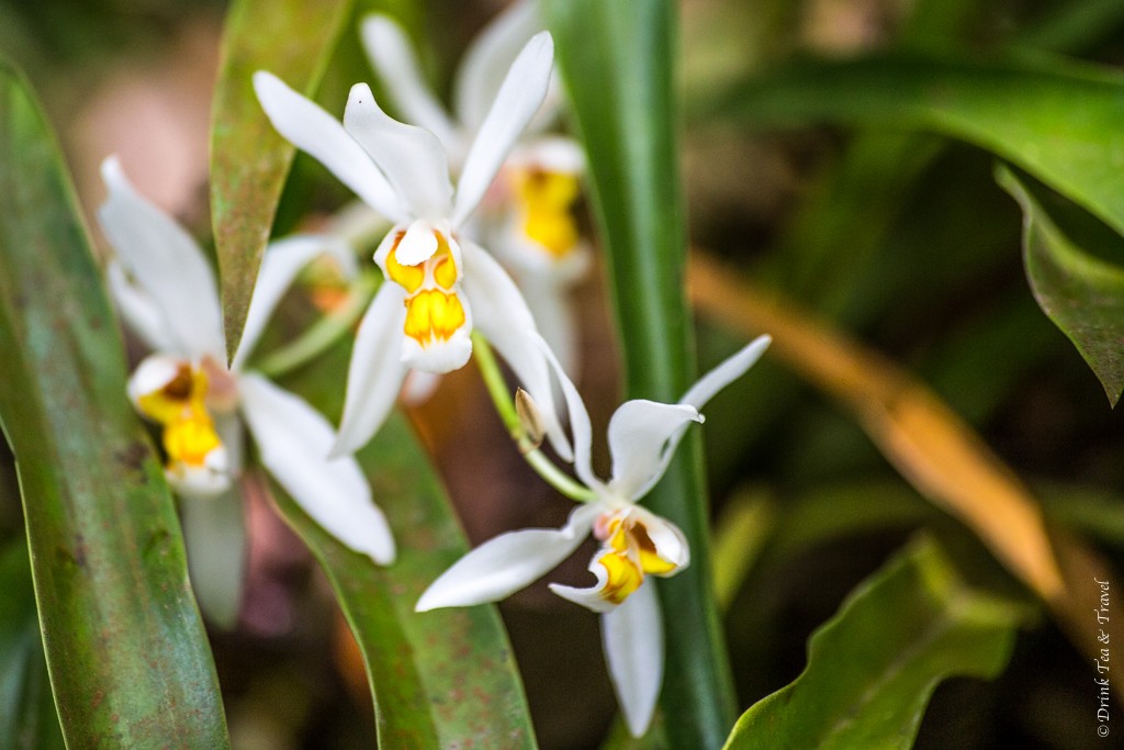 Reasons to visit Monteverde Cloud Forest: Orchid Garden