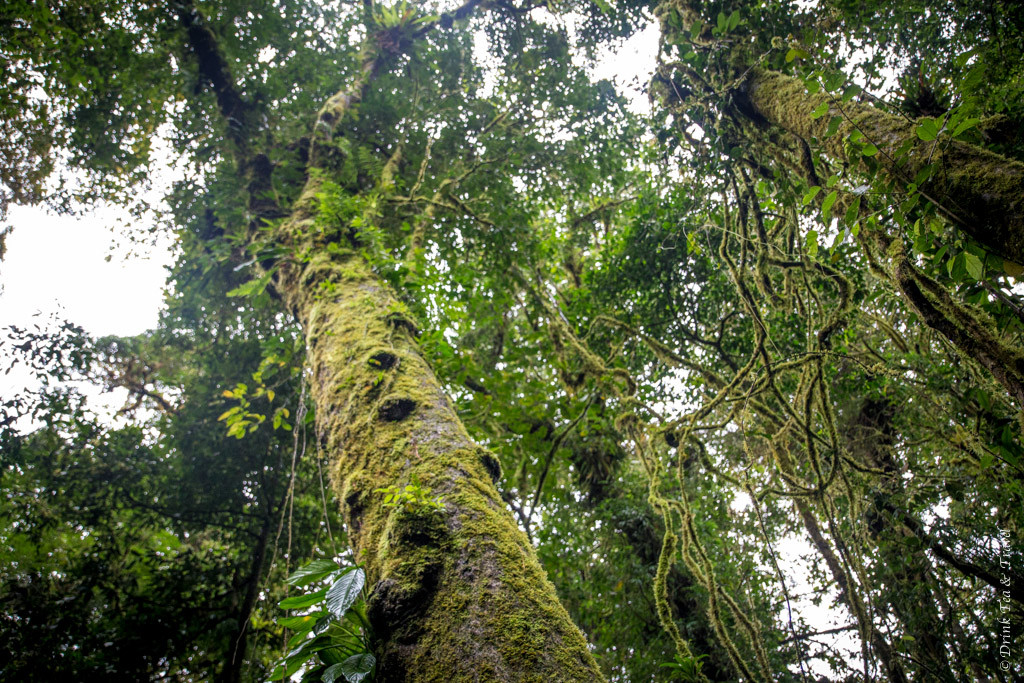 Reasons to visit Monteverde Cloud Forest Reserve, Costa Rica