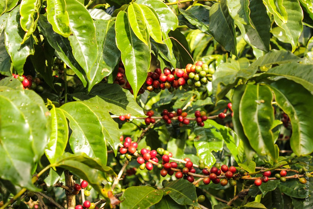 Reasons to visit Monteverde Cloud Forest: Coffee tree at the Don Juan Coffee Planation in Monteverde