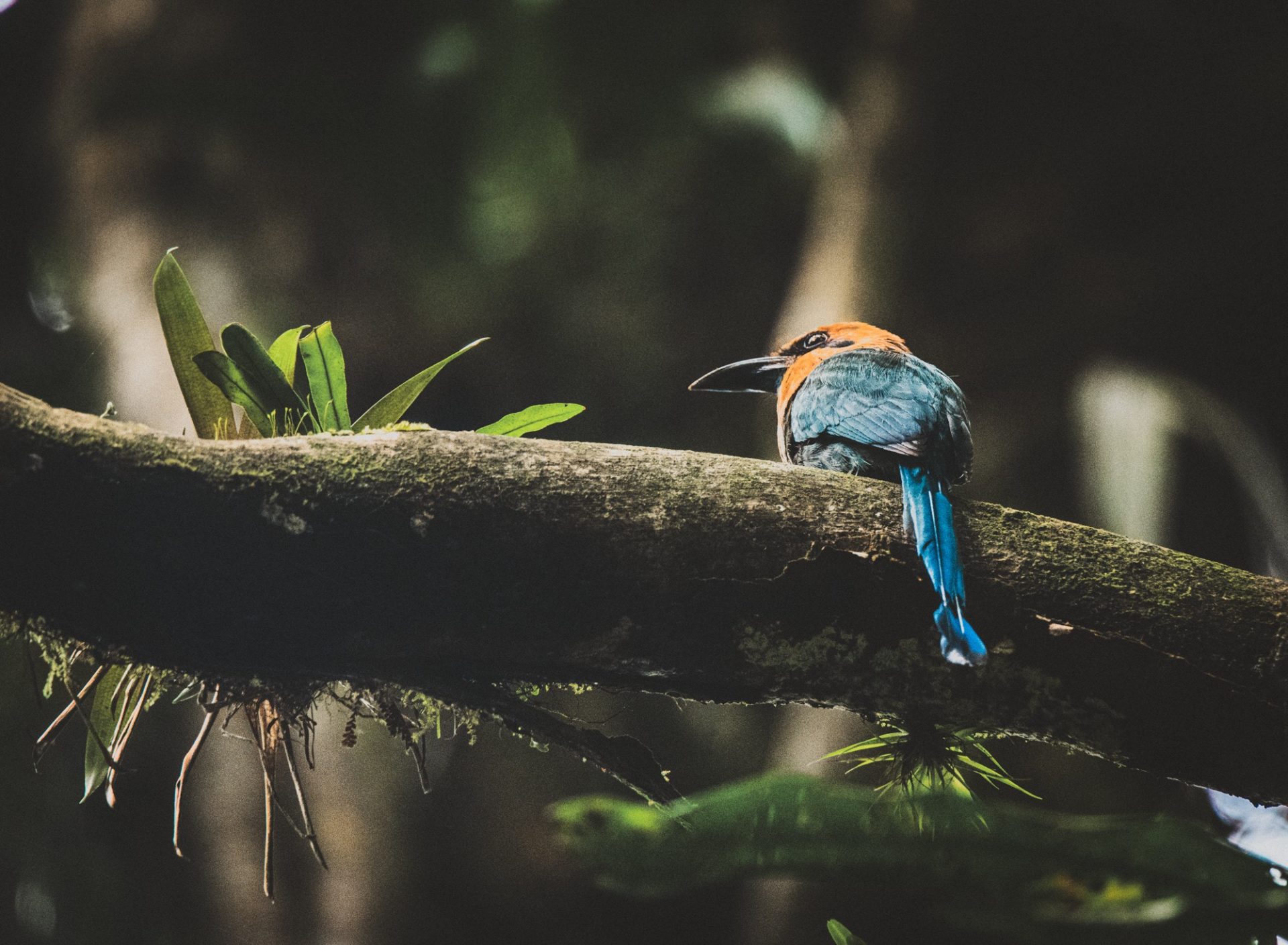 Rainforest bird in Monteverde