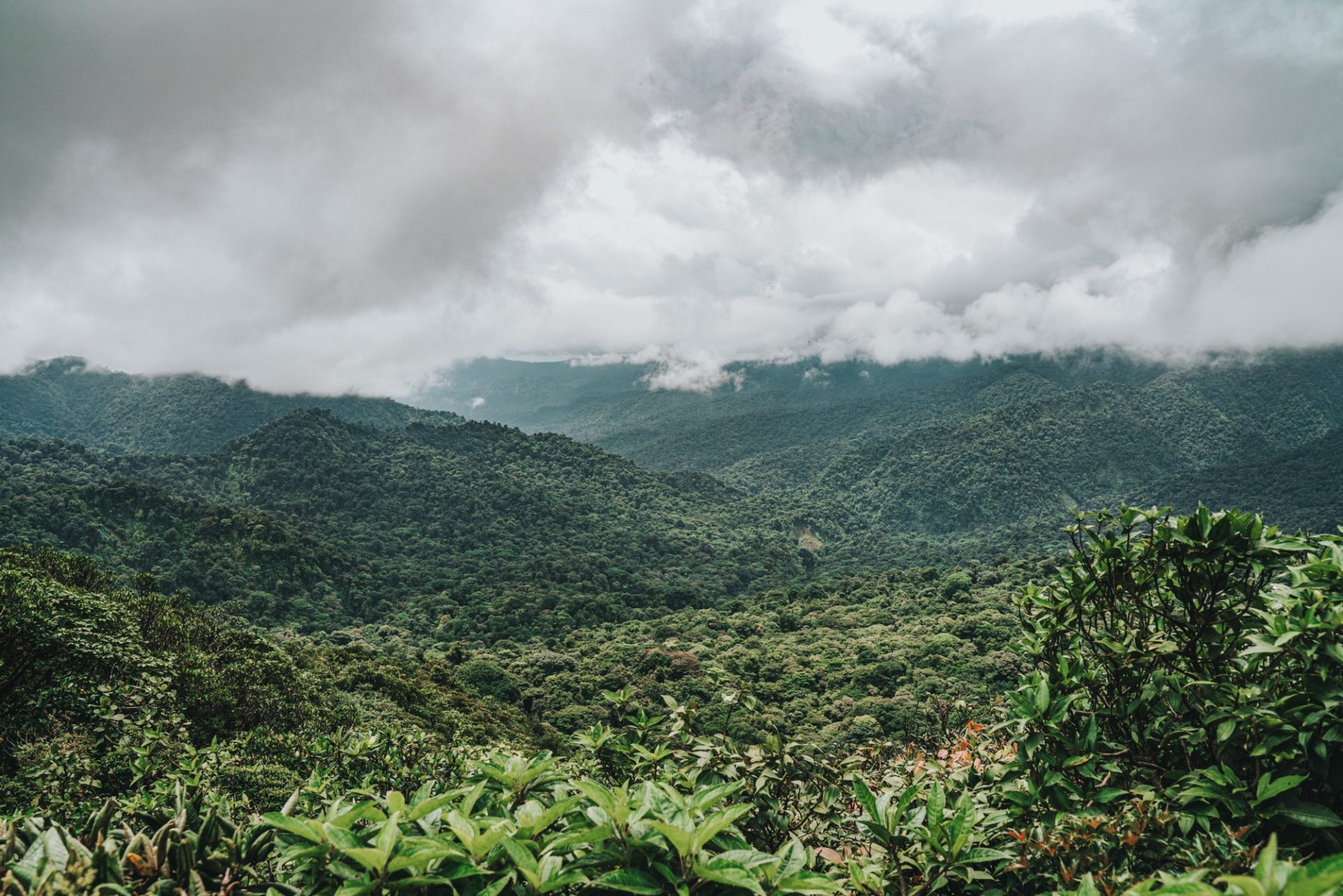 Monteverde Cloud Forest