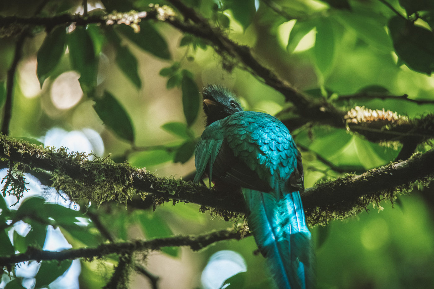 Quetzal Bird found in the Monteverde, Costa Rica Cloud Forest